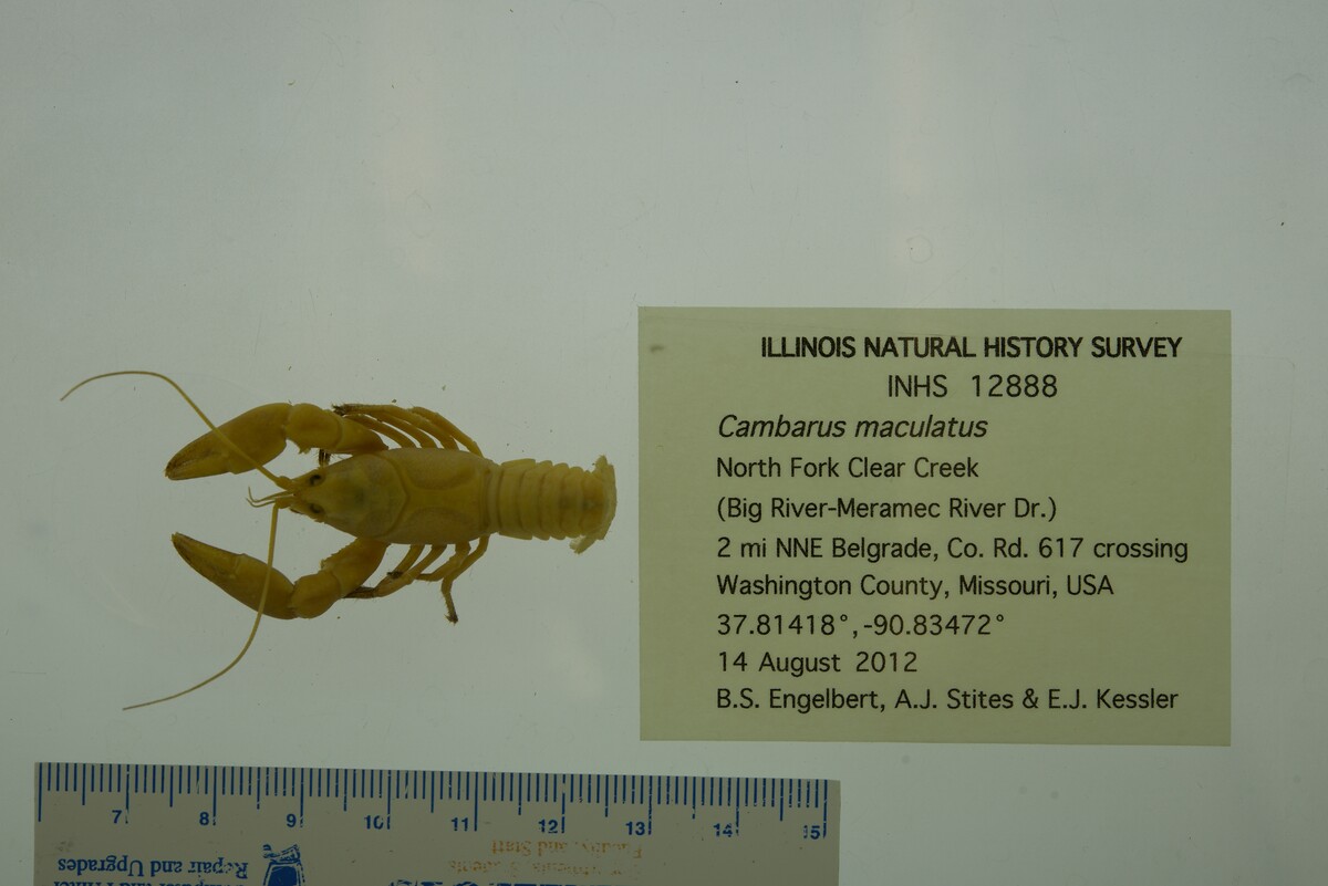 Cambarus maculatus image